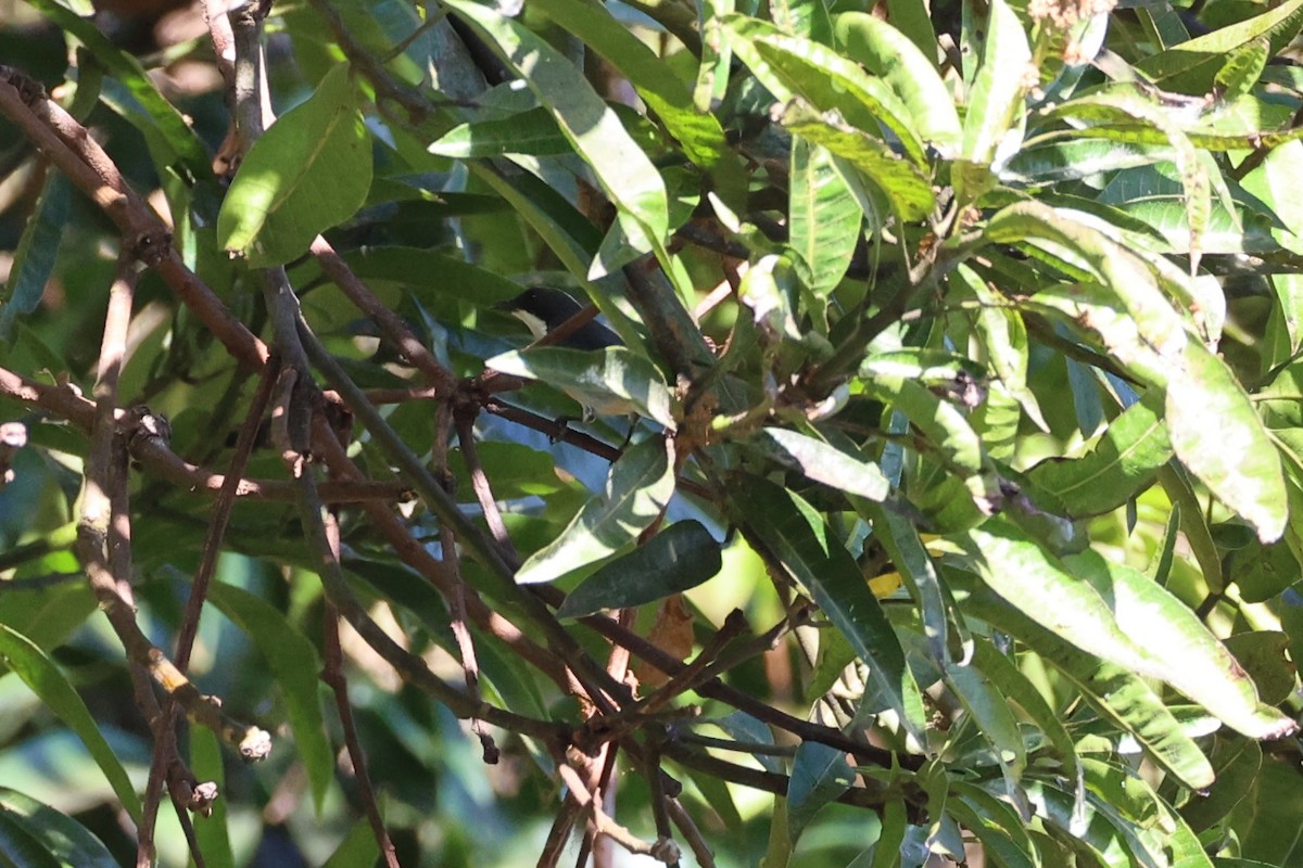 Red-keeled Flowerpecker - ML620780949