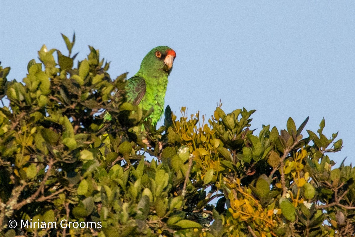 Red-fronted Parrot - ML620780950