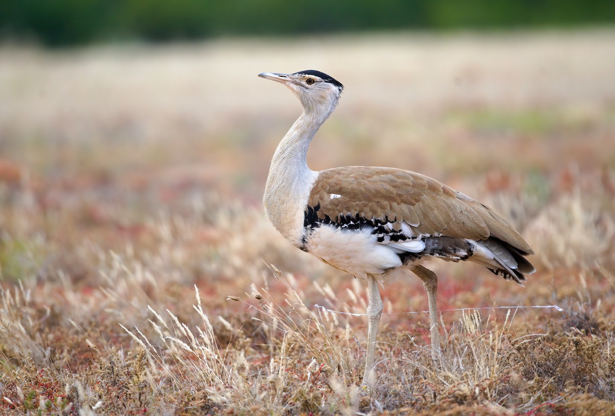 Australian Bustard - ML620780957