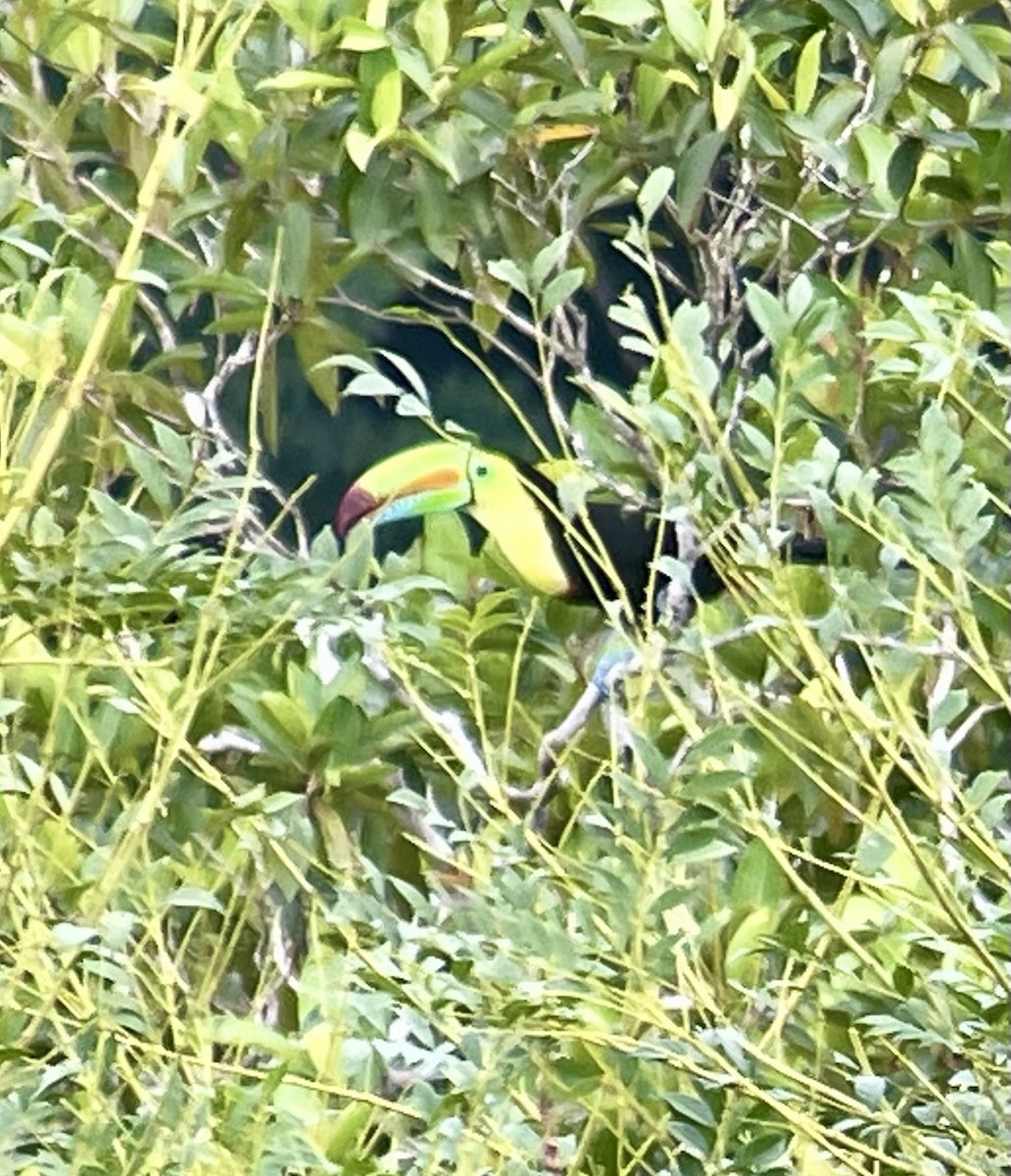 Keel-billed Toucan - ML620780961