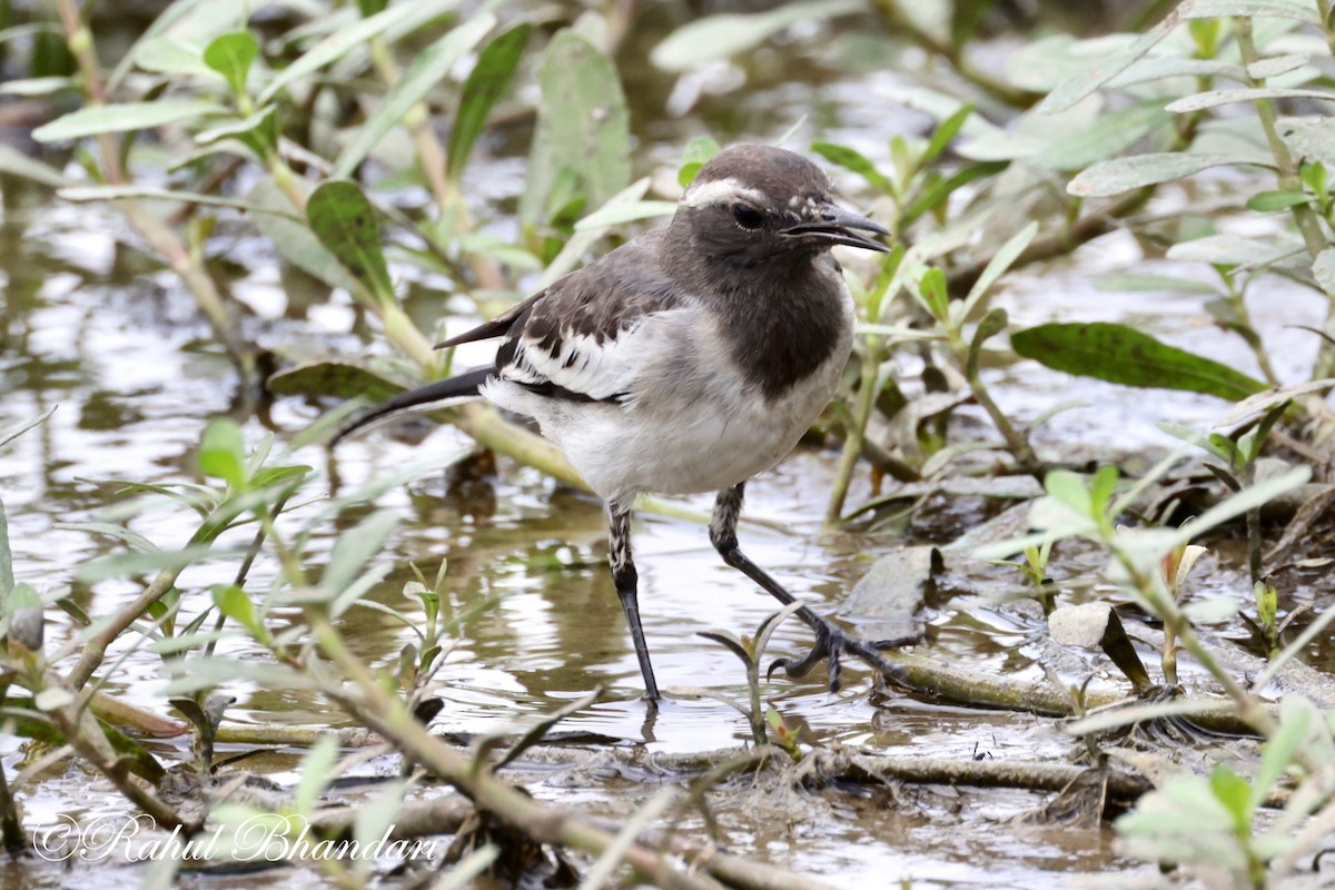 White-browed Wagtail - Rahul Bhandari