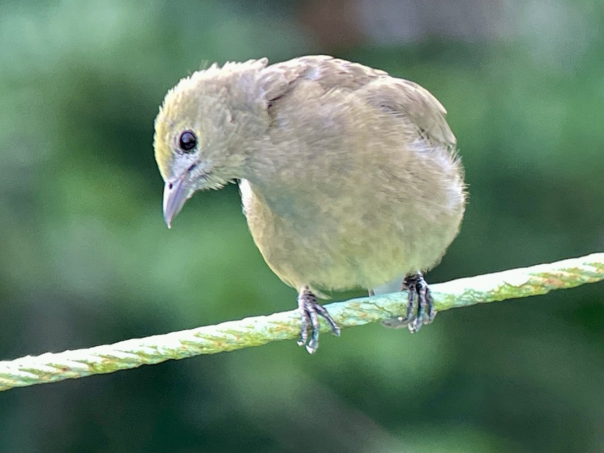 Palm Tanager - ML620780977
