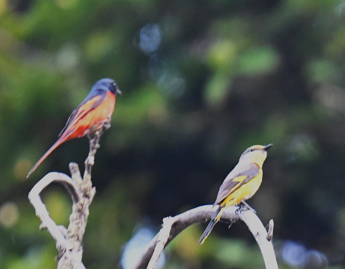 Minivet Colilargo - ML620780978