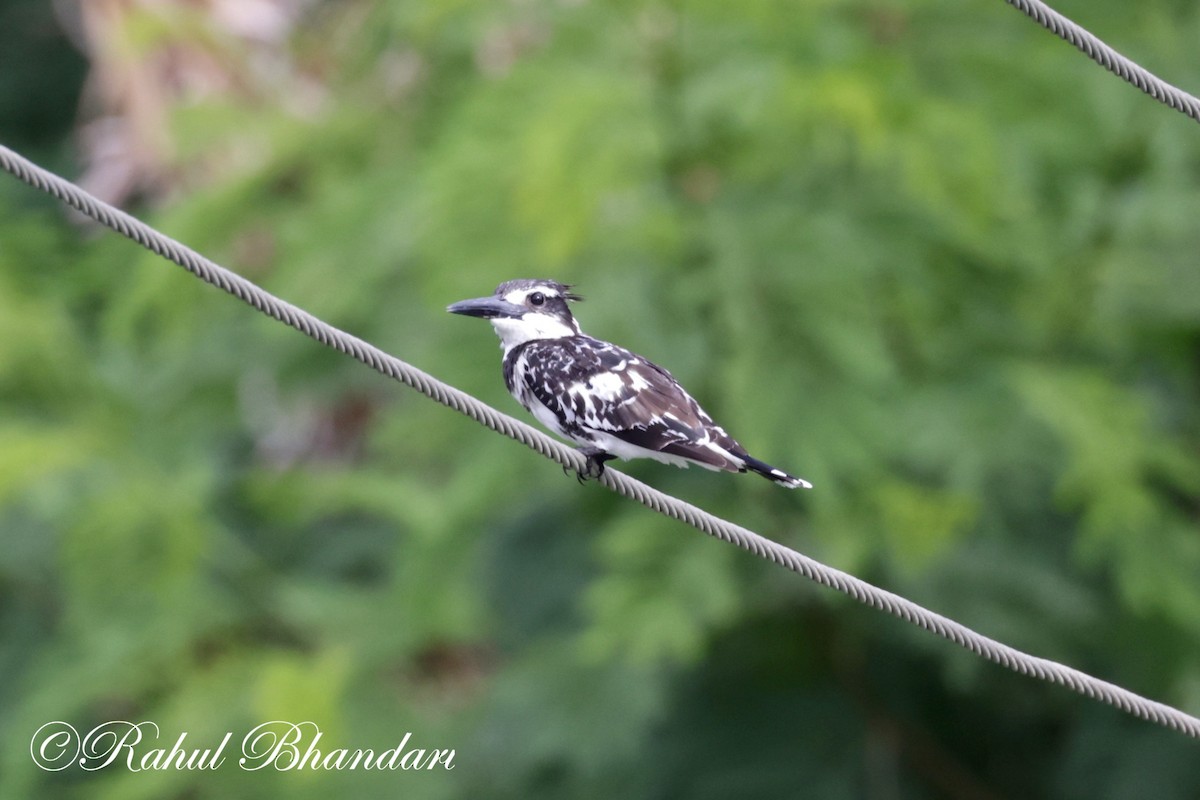 Pied Kingfisher - ML620780979