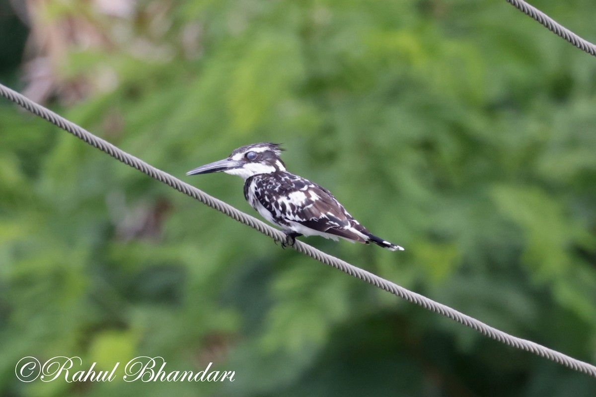 Pied Kingfisher - ML620780980