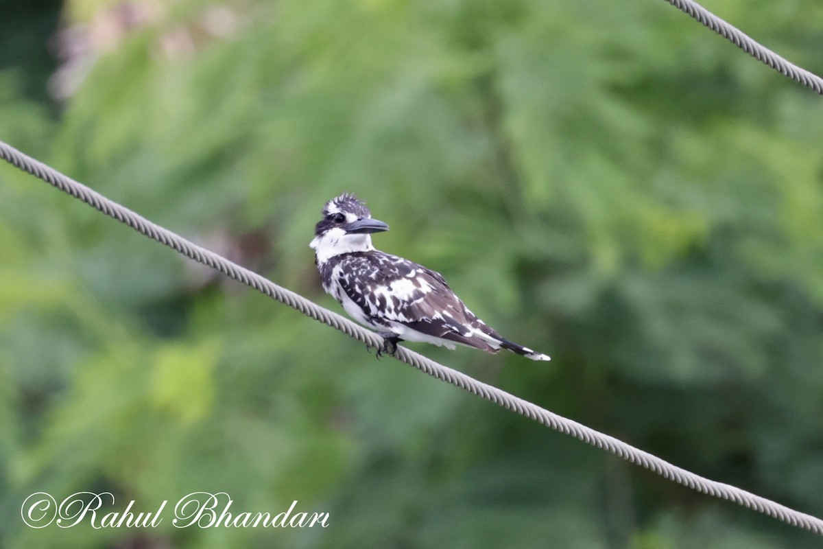 Pied Kingfisher - Rahul Bhandari