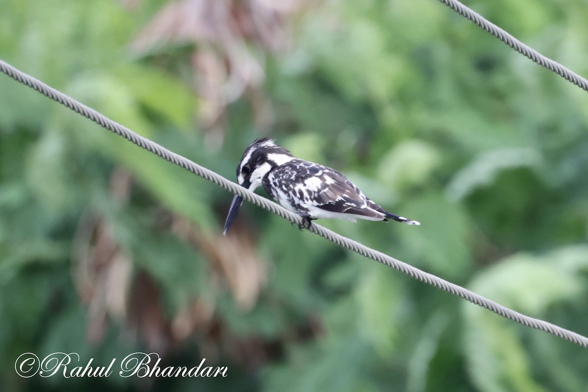 Pied Kingfisher - ML620780985