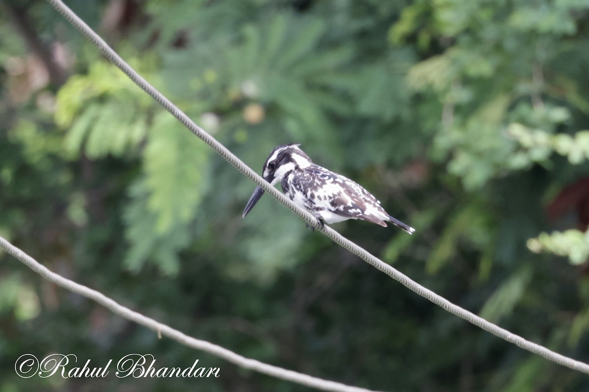 Pied Kingfisher - ML620780987