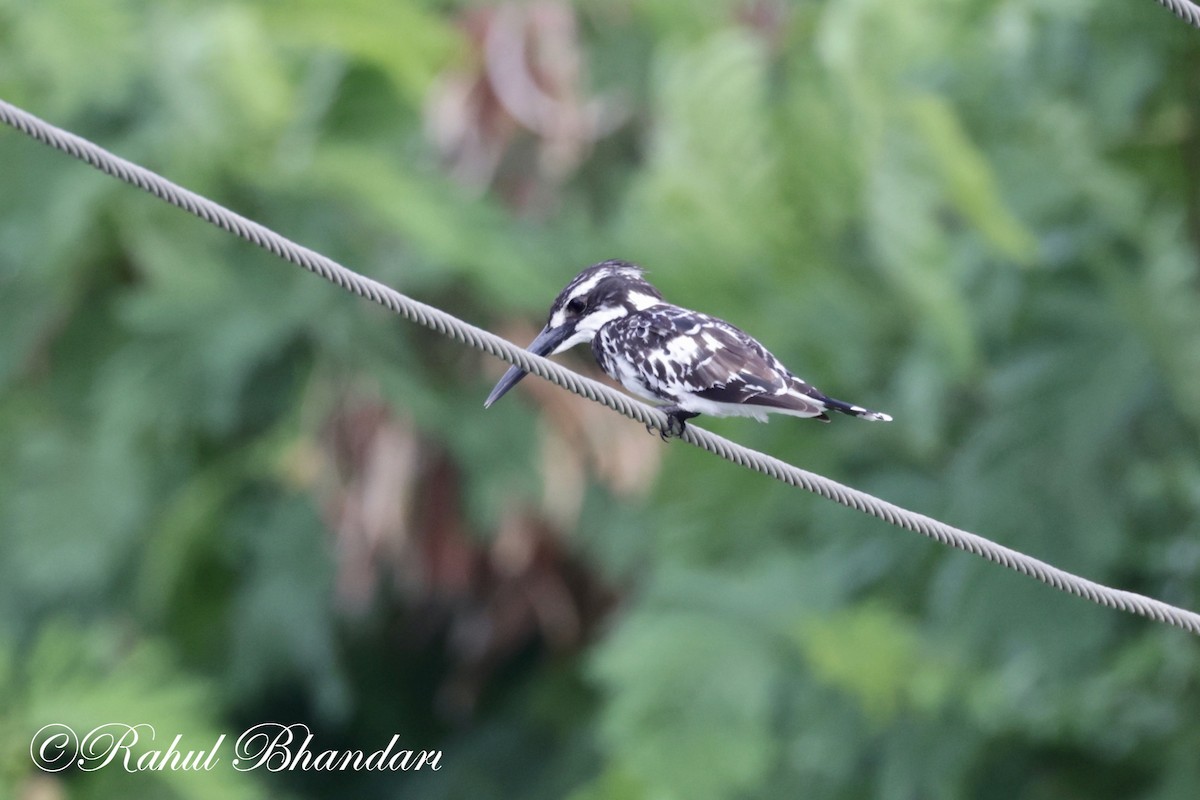 Pied Kingfisher - ML620780988