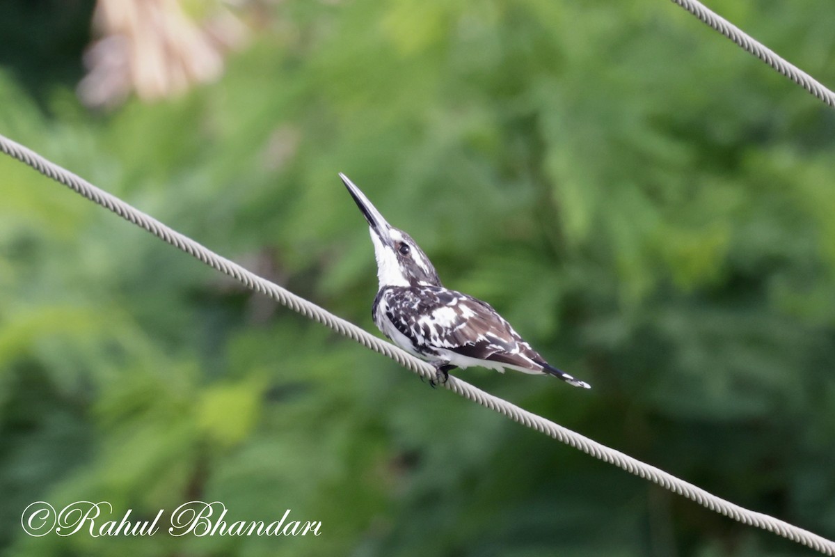 Pied Kingfisher - ML620780990