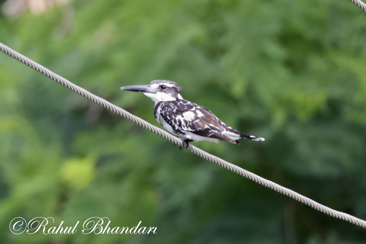 Pied Kingfisher - ML620780991