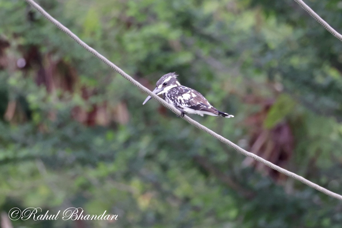 Pied Kingfisher - ML620780992