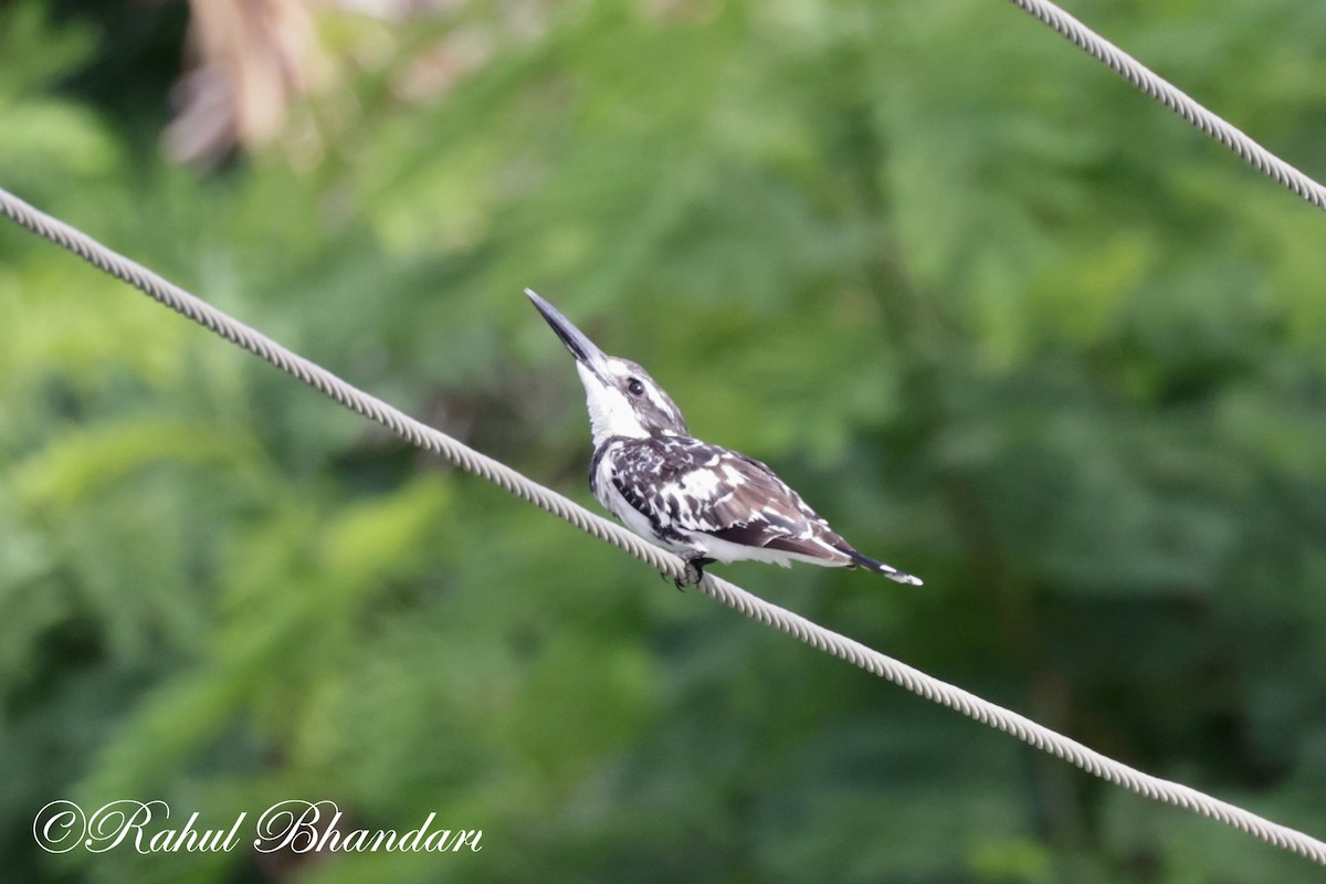 Pied Kingfisher - ML620780993