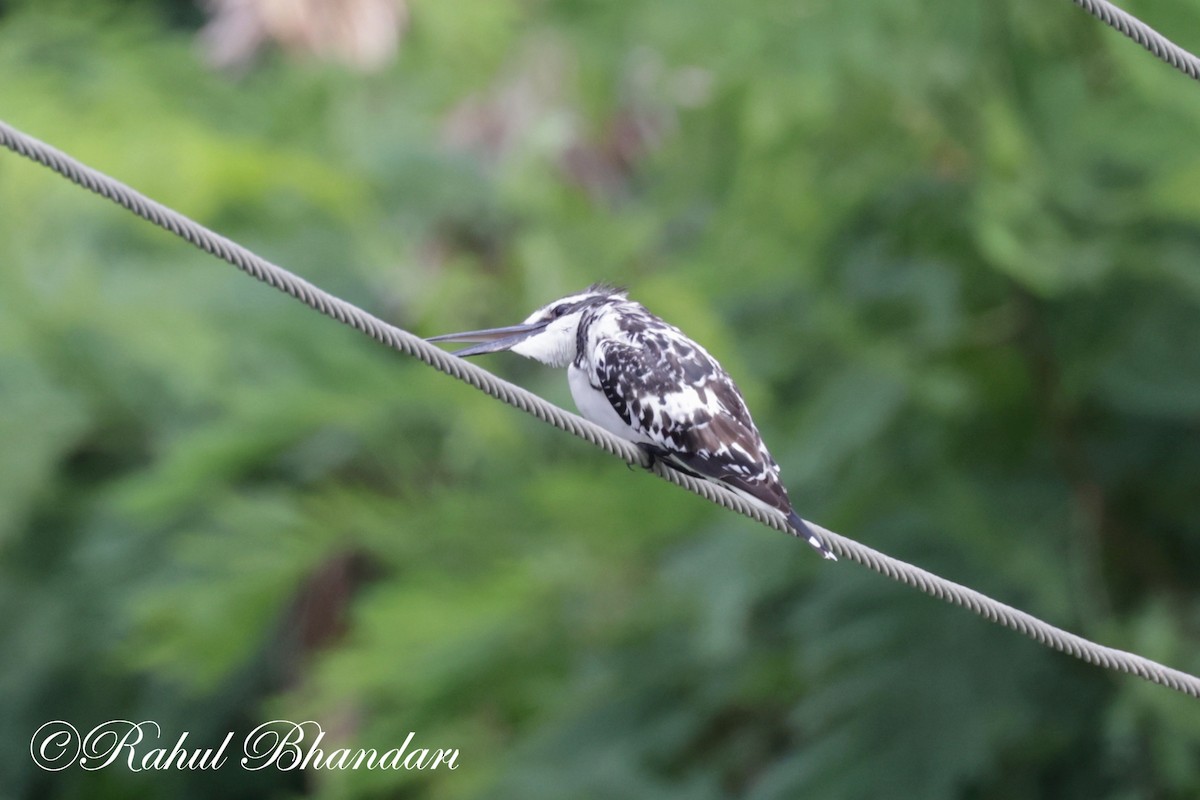 Pied Kingfisher - ML620780994