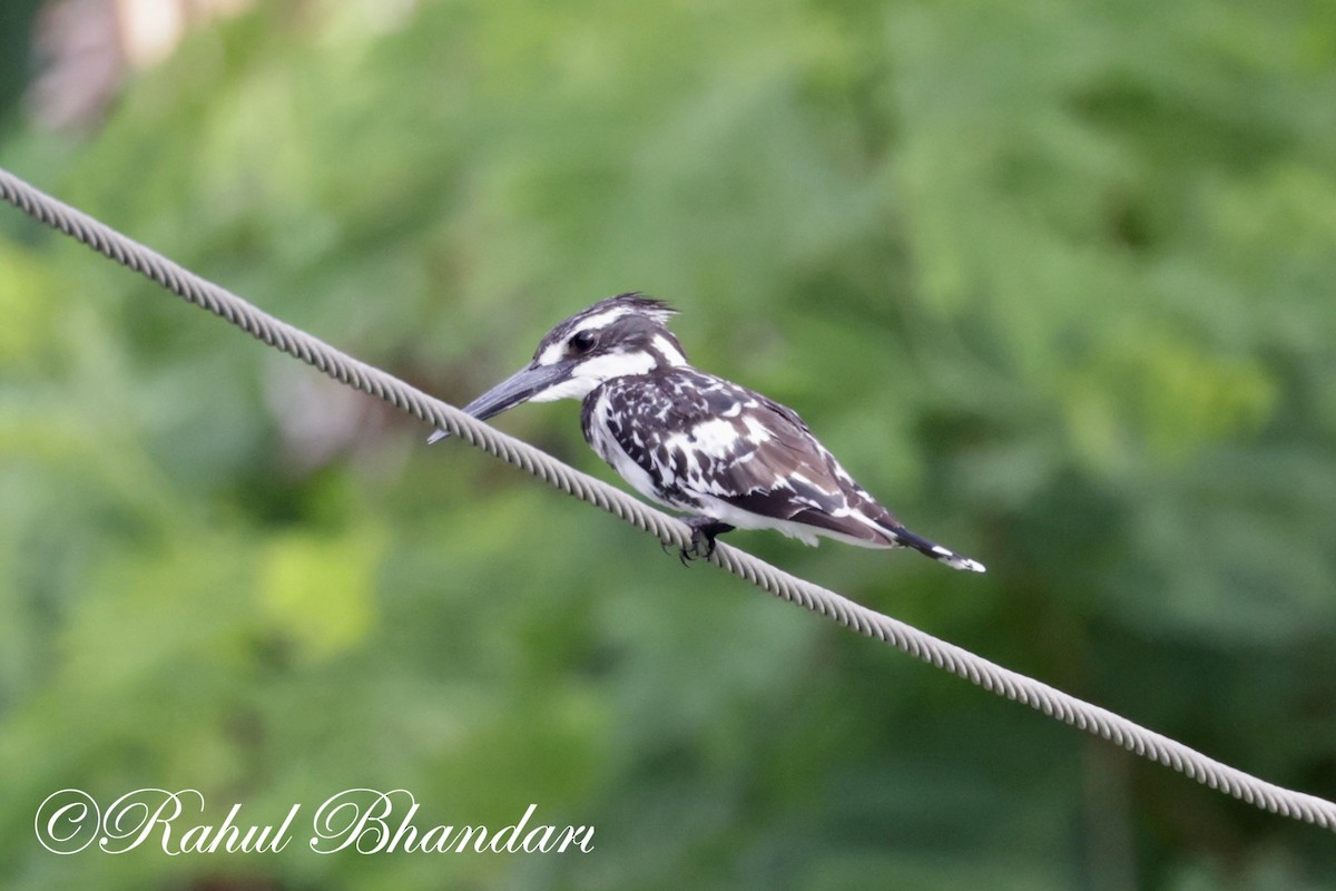 Pied Kingfisher - ML620780995