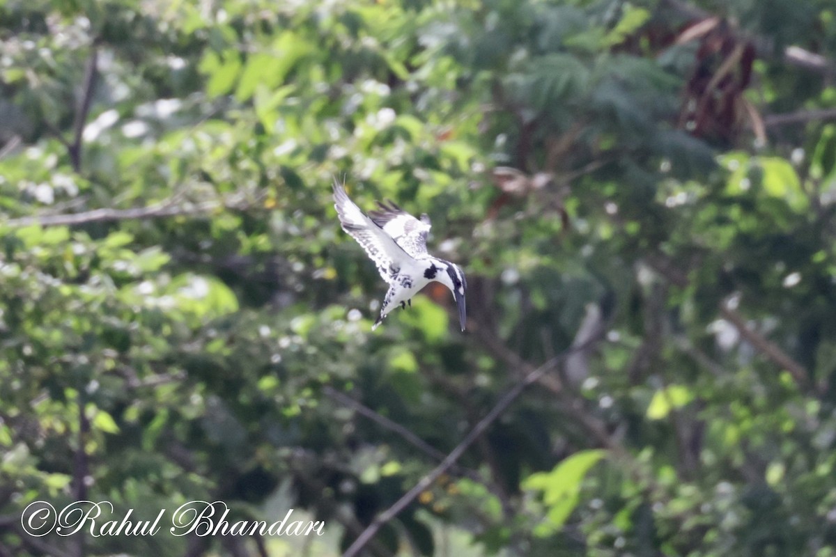 Pied Kingfisher - ML620781001