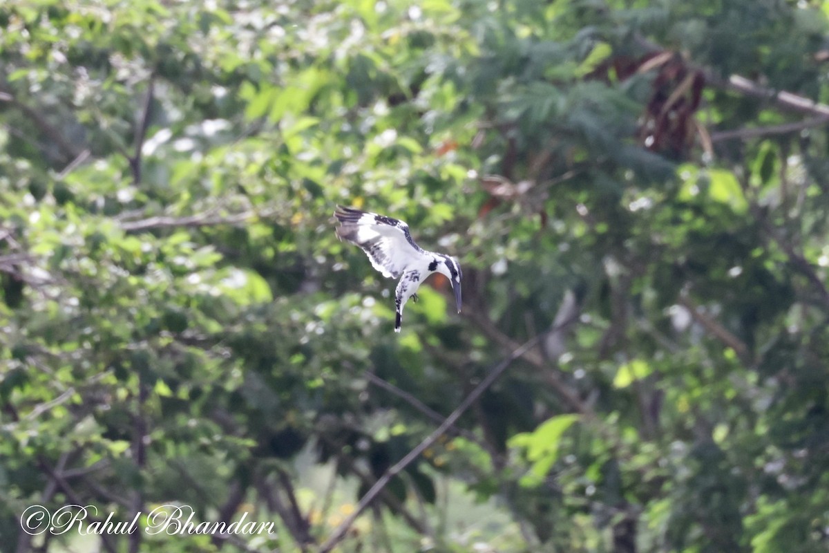 Pied Kingfisher - ML620781002