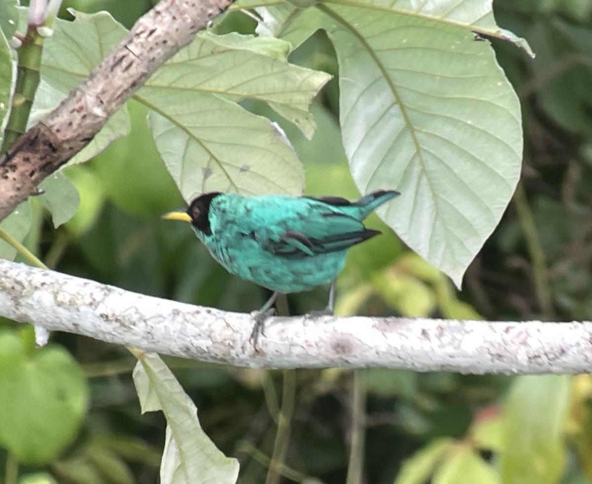 Green Honeycreeper - ML620781011