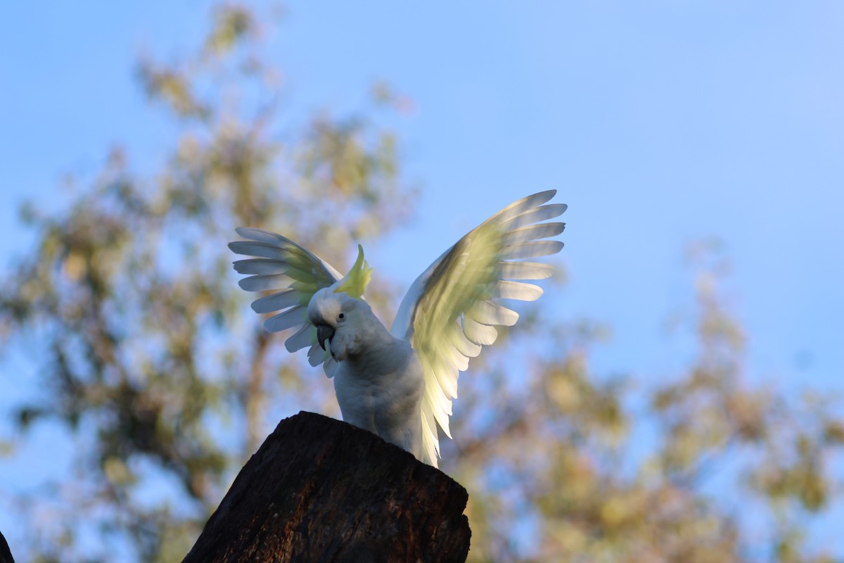 Sulphur-crested Cockatoo - ML620781014