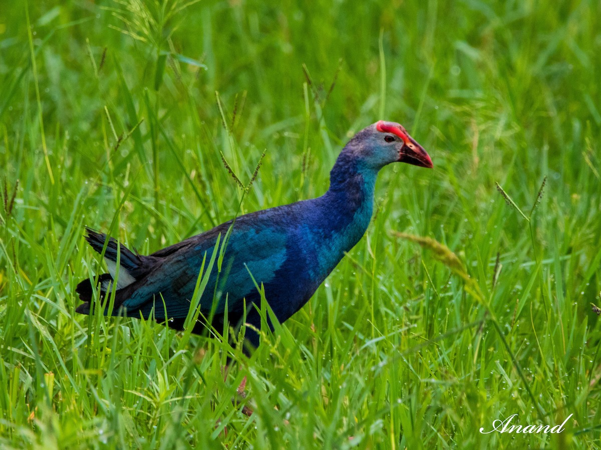 Gray-headed Swamphen - ML620781015