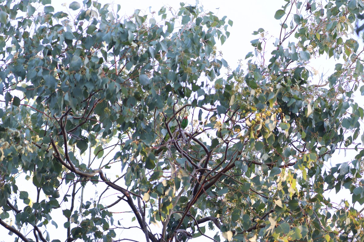 Scaly-breasted Lorikeet - ML620781016