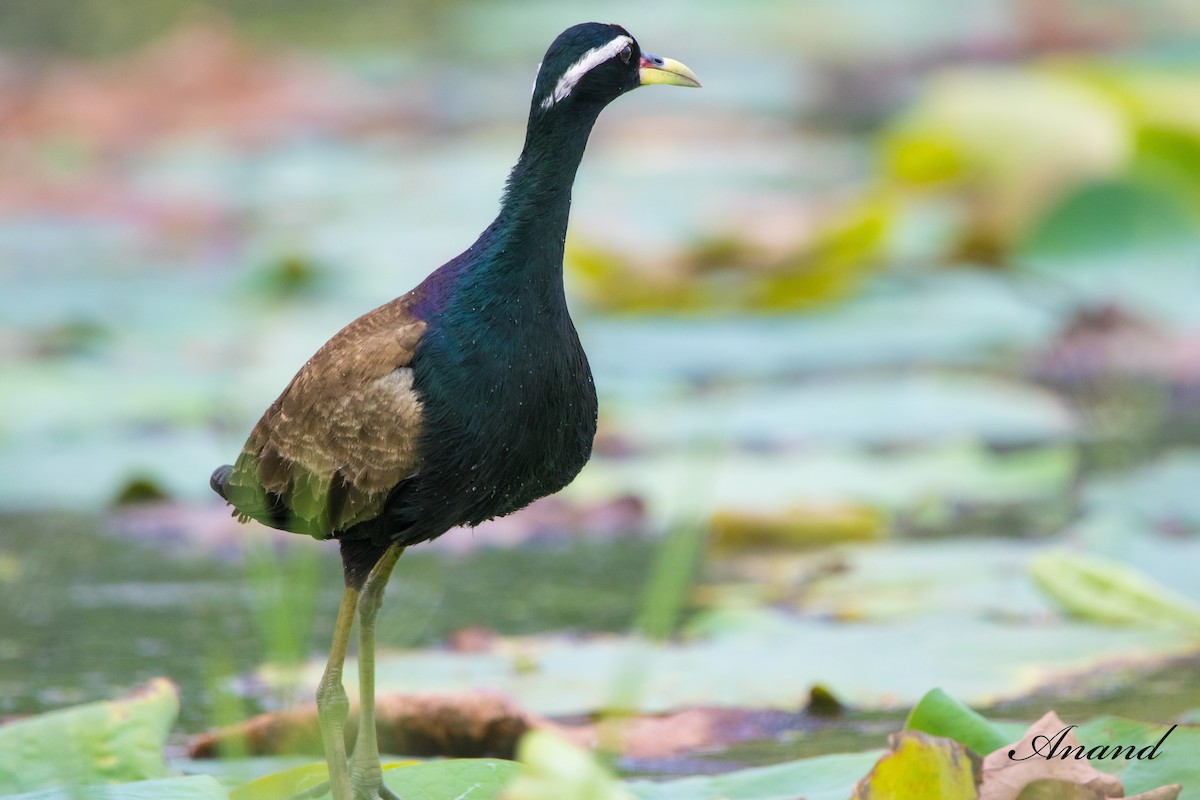 Bronze-winged Jacana - ML620781017