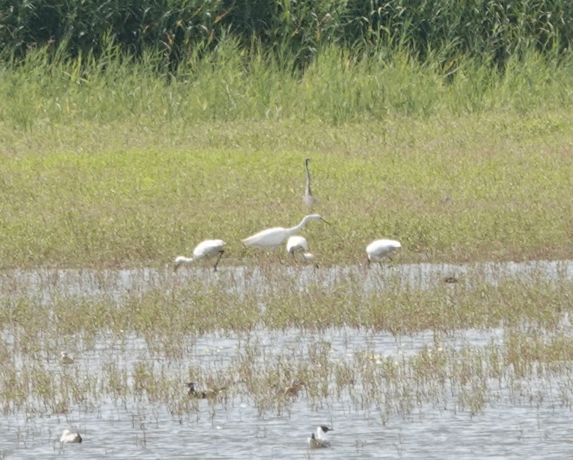 Eurasian Spoonbill - ML620781020