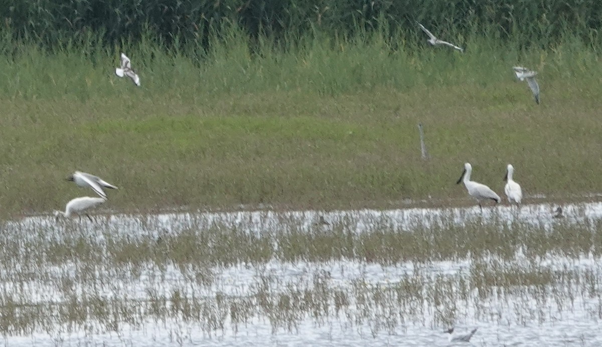 Eurasian Spoonbill - ML620781021