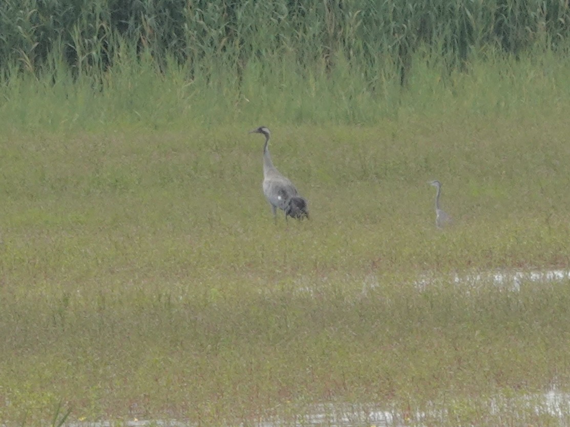 Common Crane - ML620781024