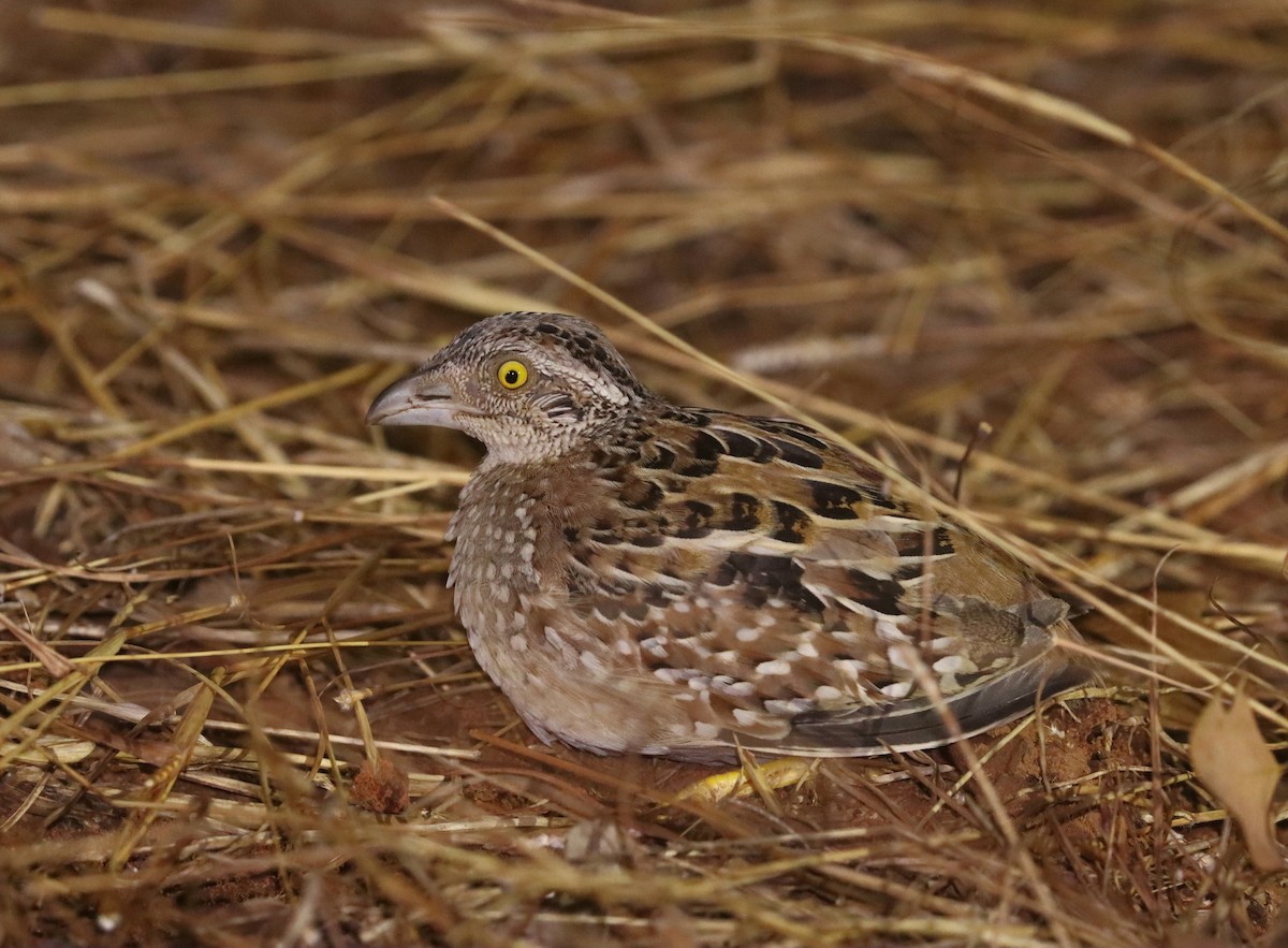 Chestnut-backed Buttonquail - ML620781026