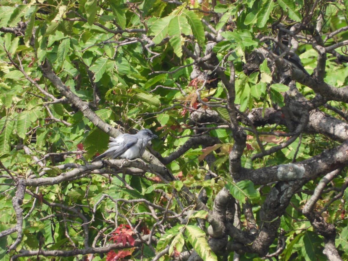 Large Cuckooshrike - ML620781027