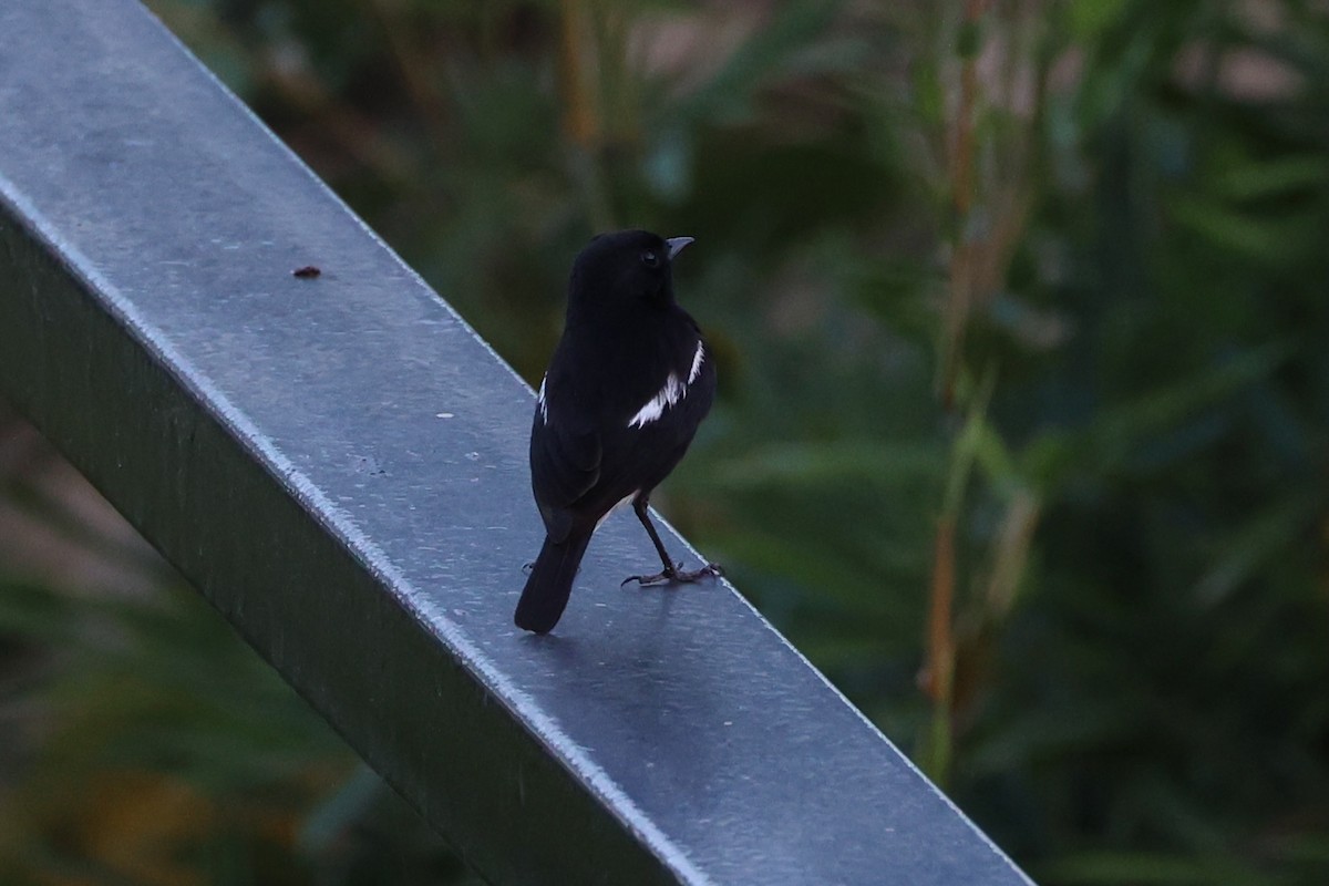 Pied Bushchat - ML620781029