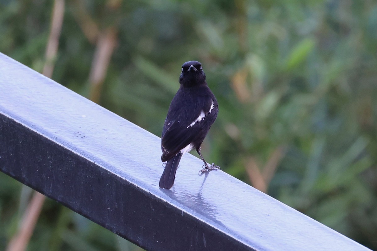 Pied Bushchat - ML620781030