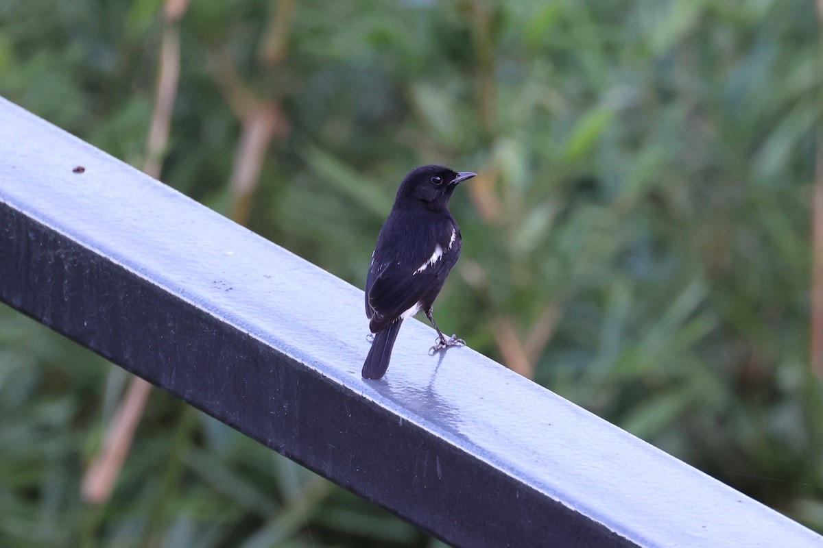 Pied Bushchat - ML620781031