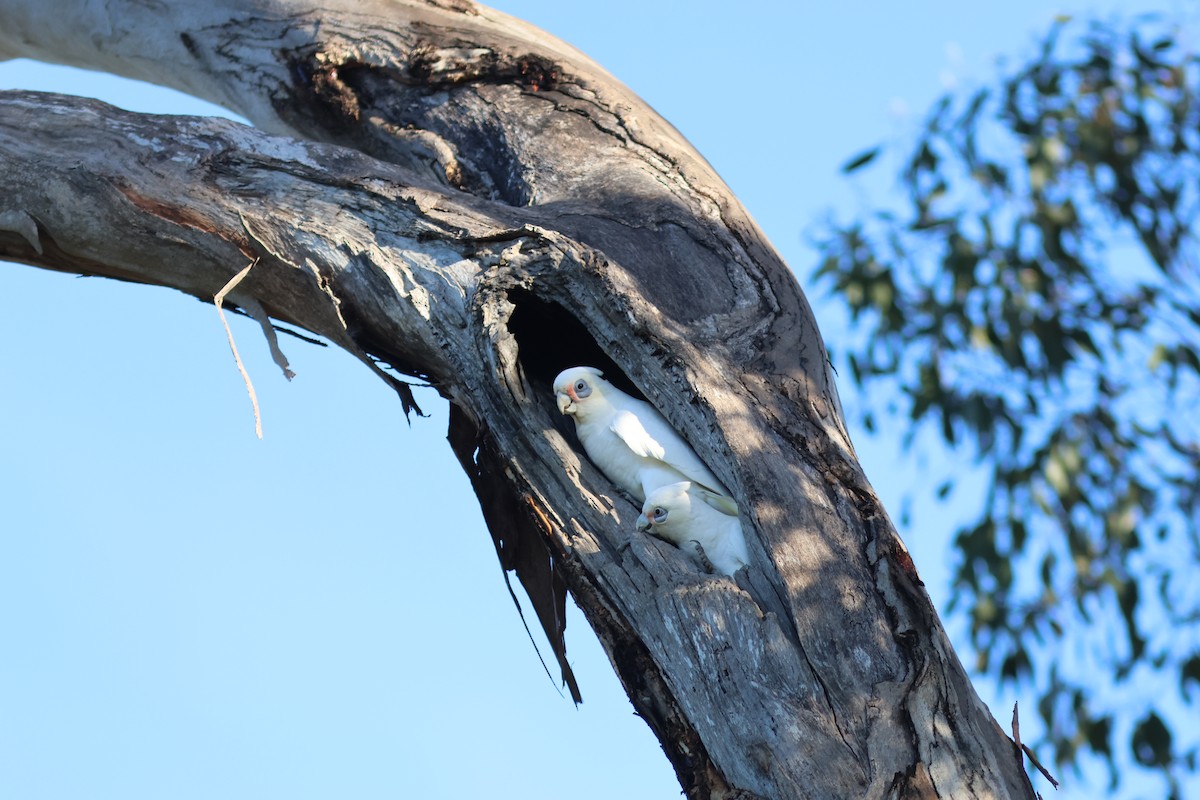 Cacatoès corella - ML620781033