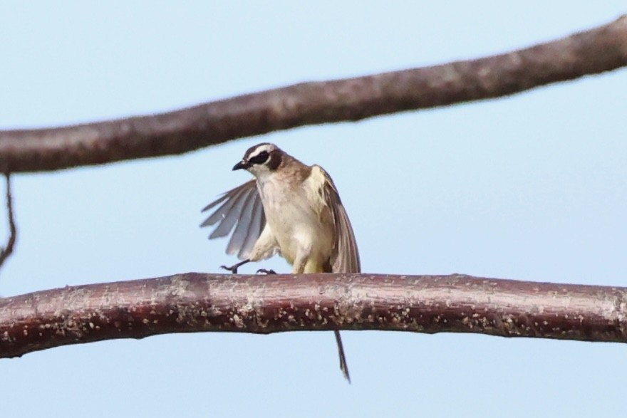 Yellow-vented Bulbul - ML620781034