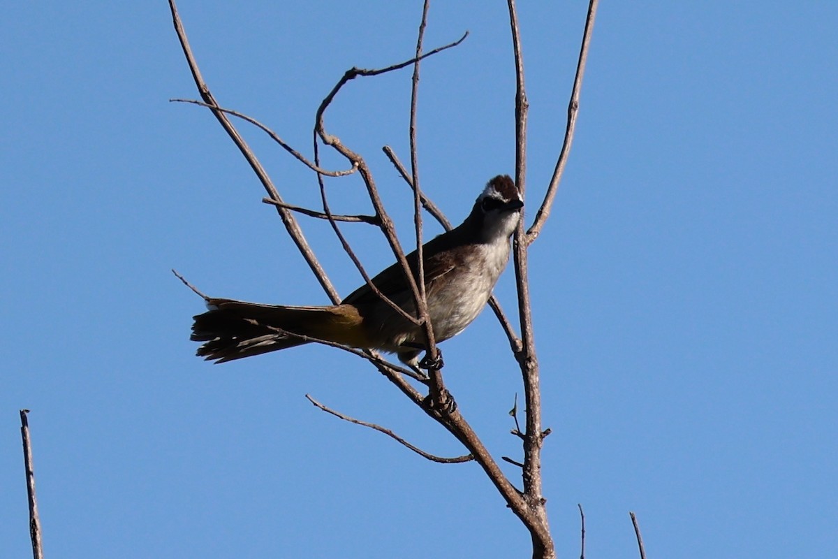 Yellow-vented Bulbul - ML620781036