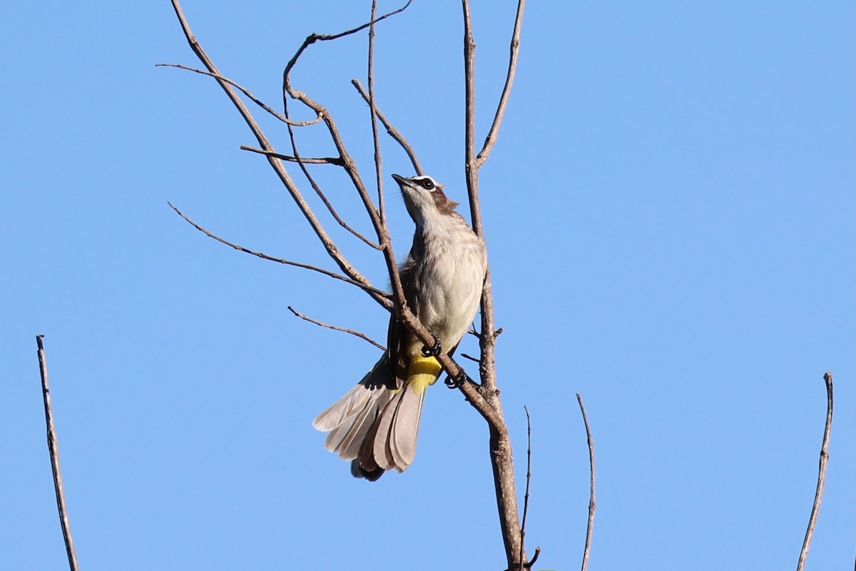 Yellow-vented Bulbul - ML620781037