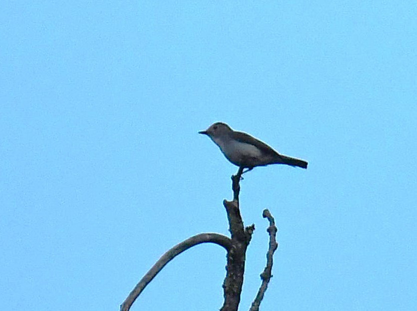 Dark-sided Flycatcher - ML620781039