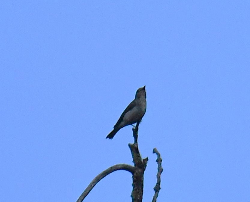 Dark-sided Flycatcher - ML620781040