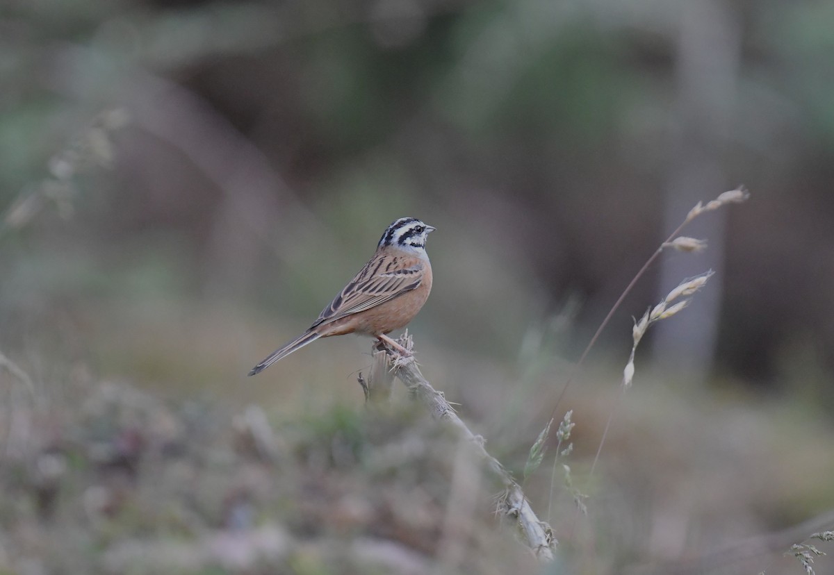 Rock Bunting - ML620781056