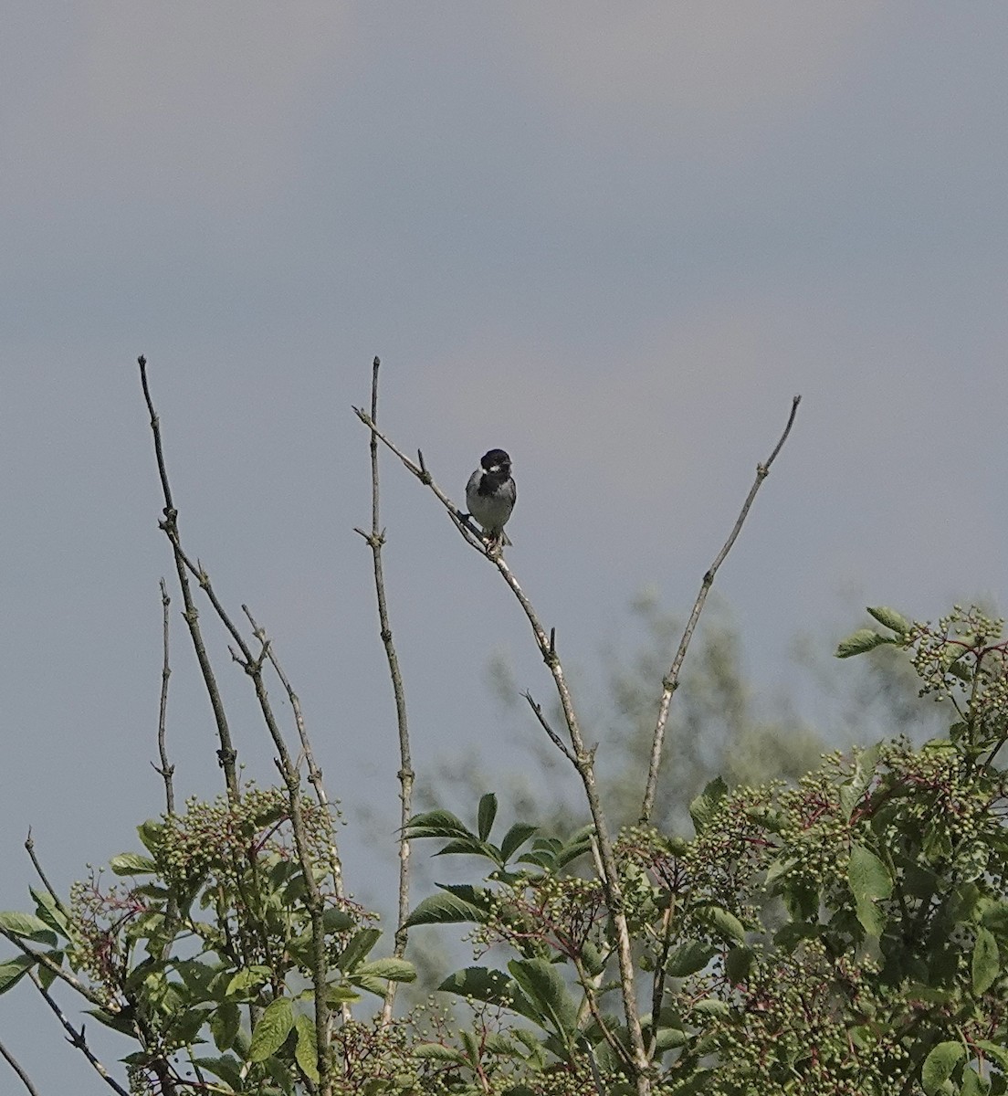 Reed Bunting - ML620781057