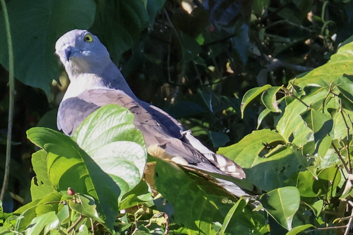 Pacific Baza - ML620781059