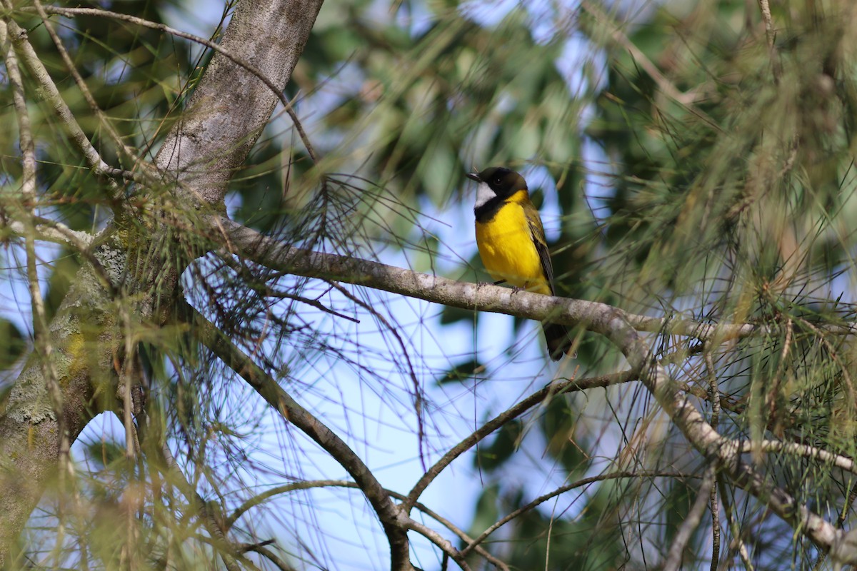 Golden Whistler - ML620781062