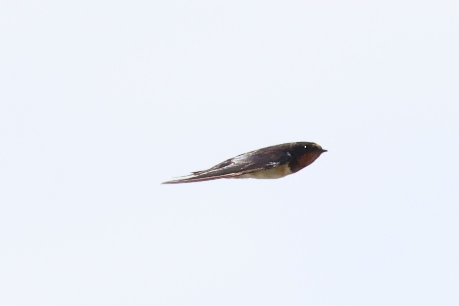 Barn Swallow - ML620781064