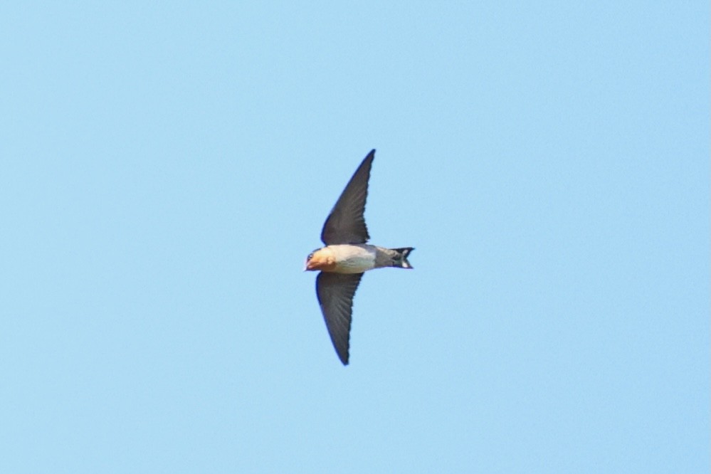 Pacific Swallow - ML620781068