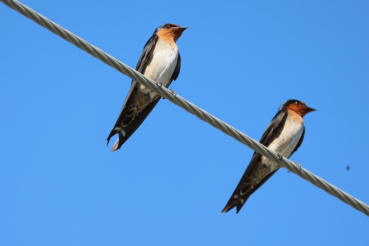 Pacific Swallow - ML620781069