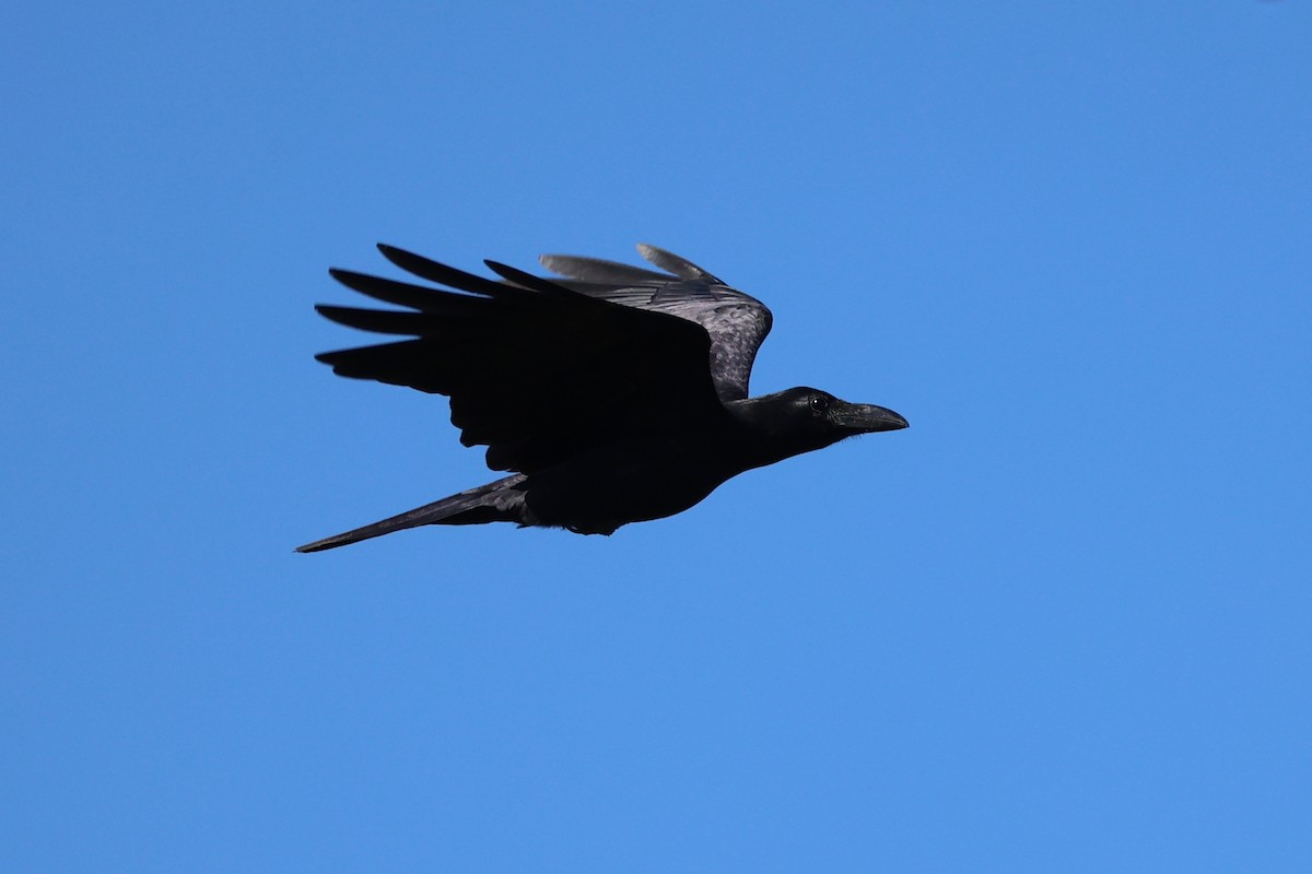 Large-billed Crow - ML620781070