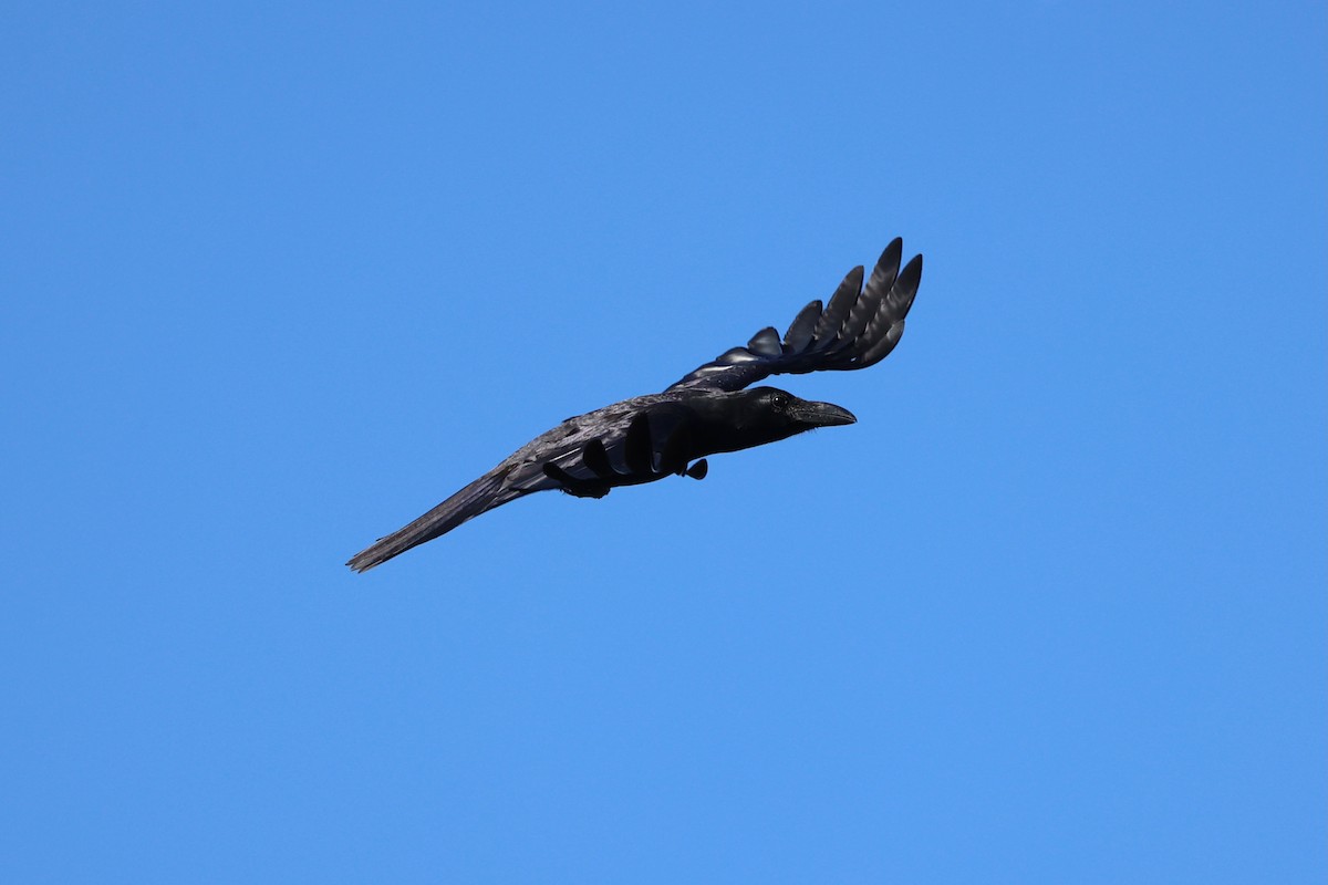 Large-billed Crow - ML620781071