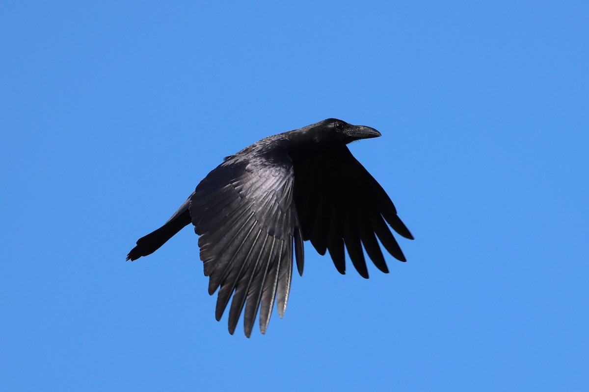 Large-billed Crow - ML620781072
